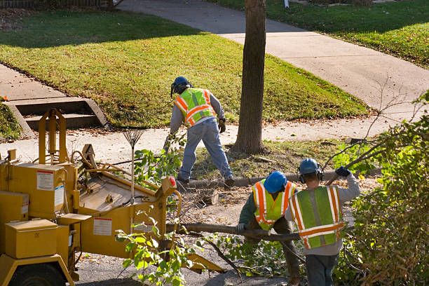 Best Tree Trimming and Pruning  in Logan, IA