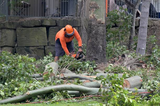 Best Tree Preservation Services  in Logan, IA